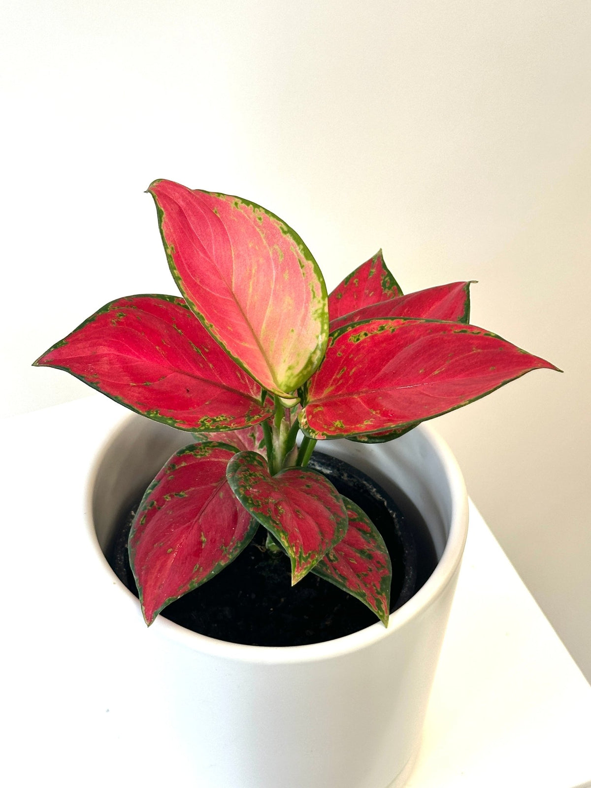 Aglaonema Sunshine - The Green Room Flower Company