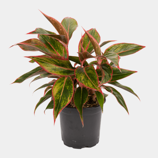 Alagonema 'Red Gold' - The Green Room Flower Company