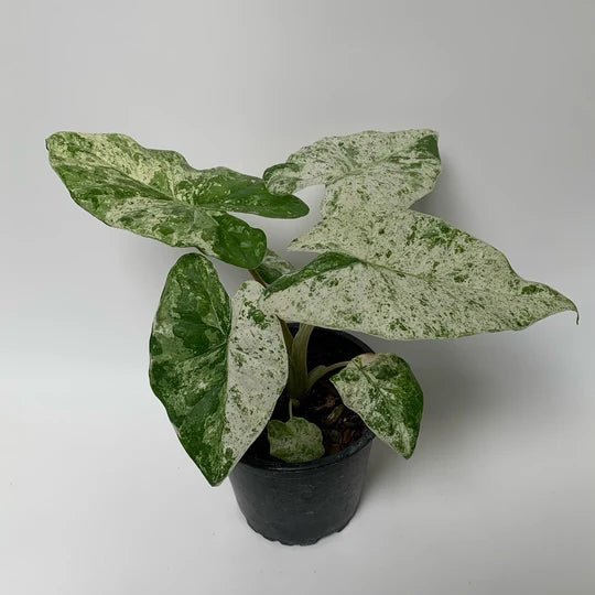 Alocasia Odora Batik Variegated - The Green Room Flower Company