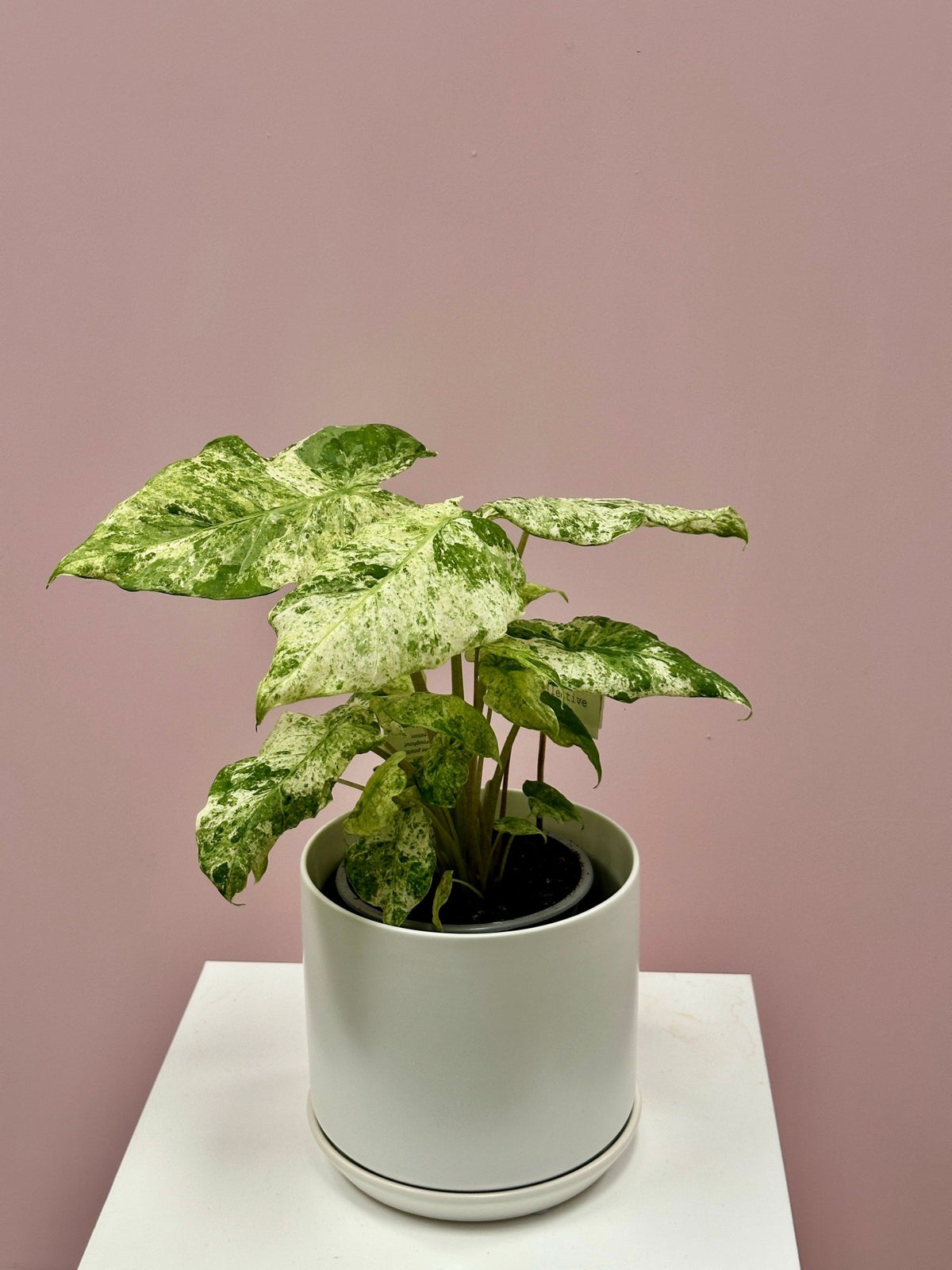 Alocasia Odora Batik Variegated - The Green Room Flower Company