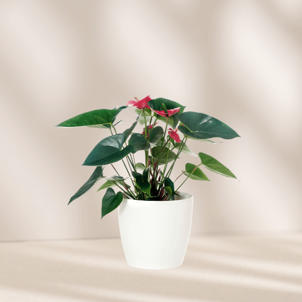 Anthurium - The Green Room Flower Company