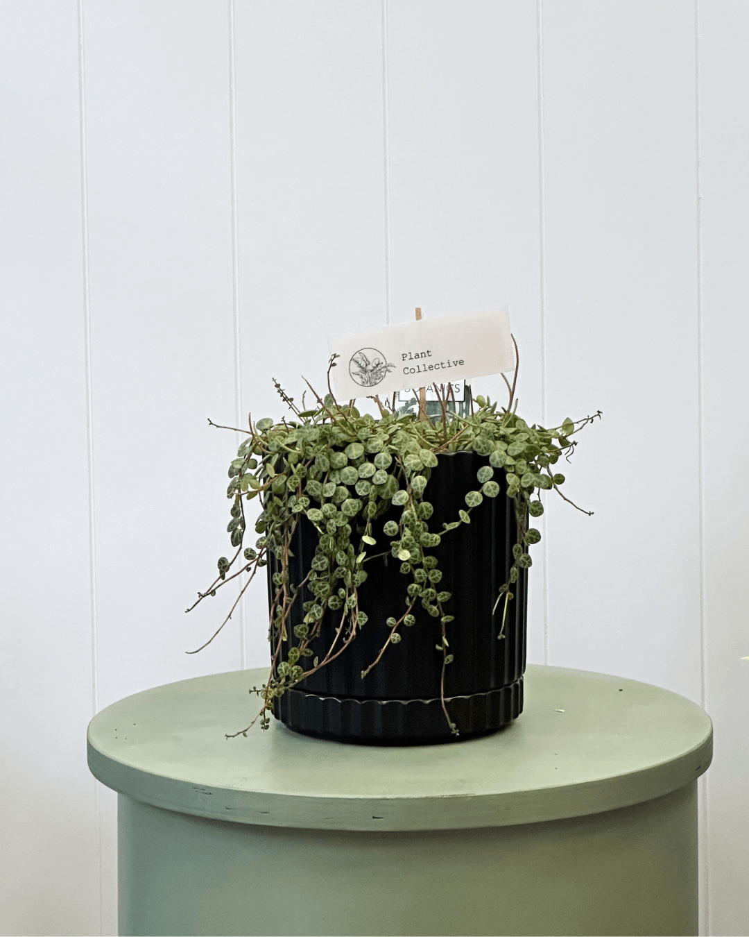 Athens Black pot and saucer - The Green Room Flower Company