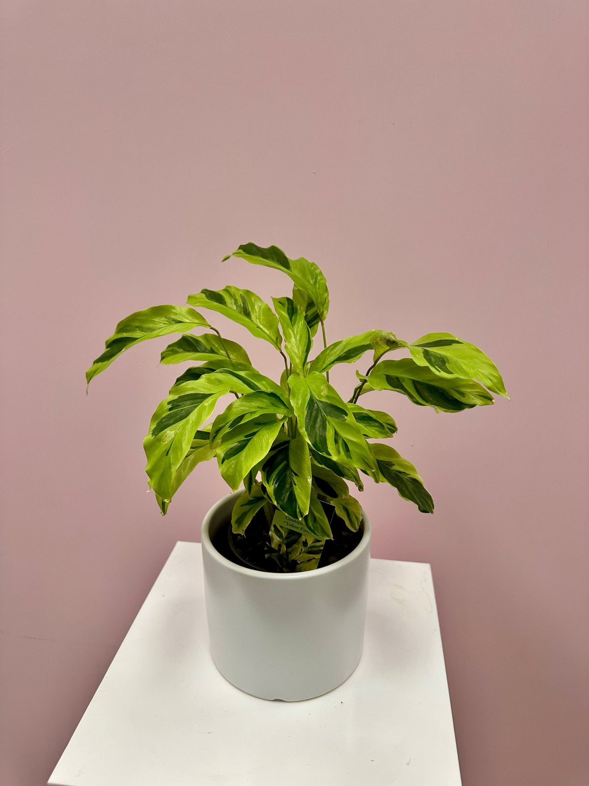 Calathea Lietzei "Yellow Fusion" - The Green Room Flower Company