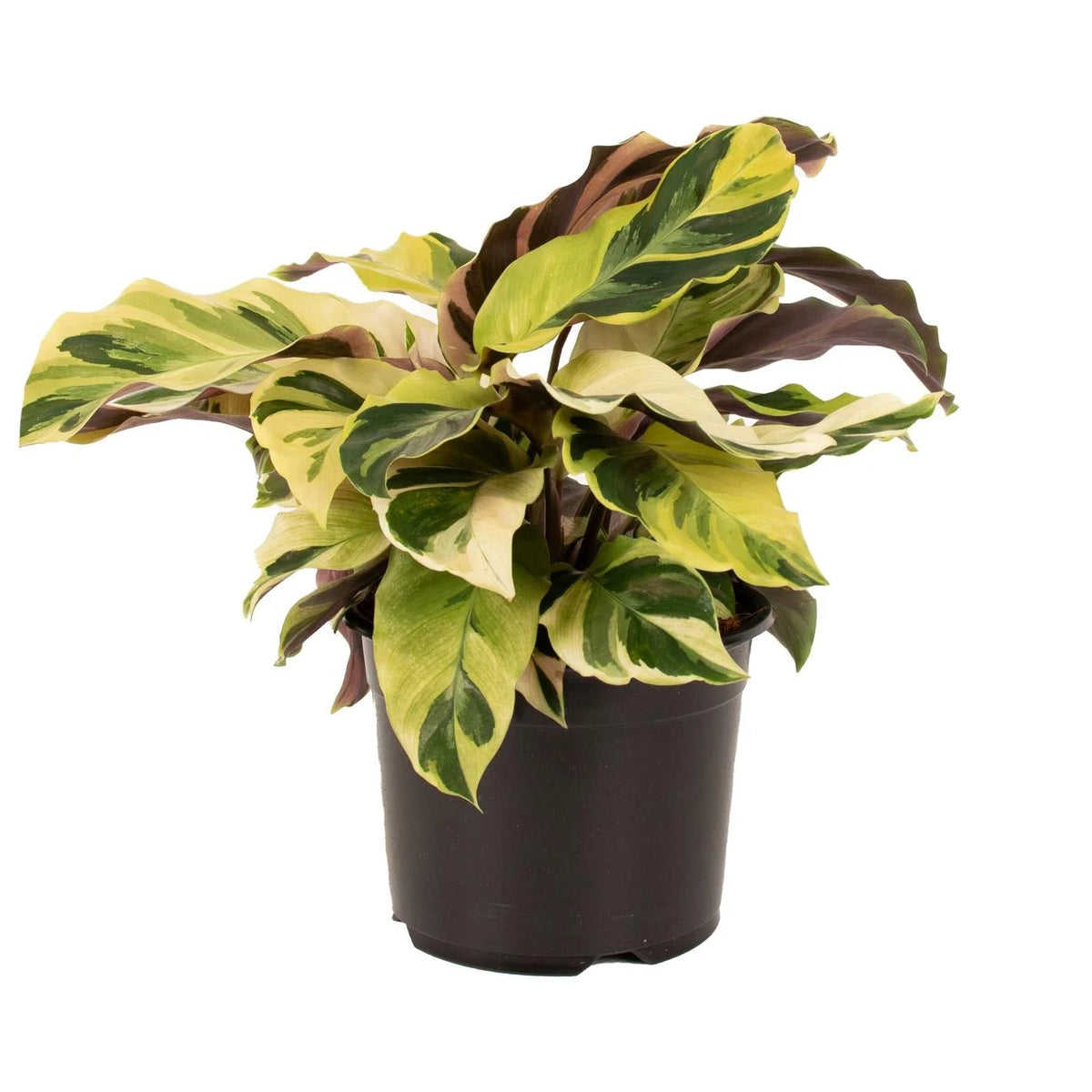Calathea Lietzei "Yellow Fusion" - The Green Room Flower Company
