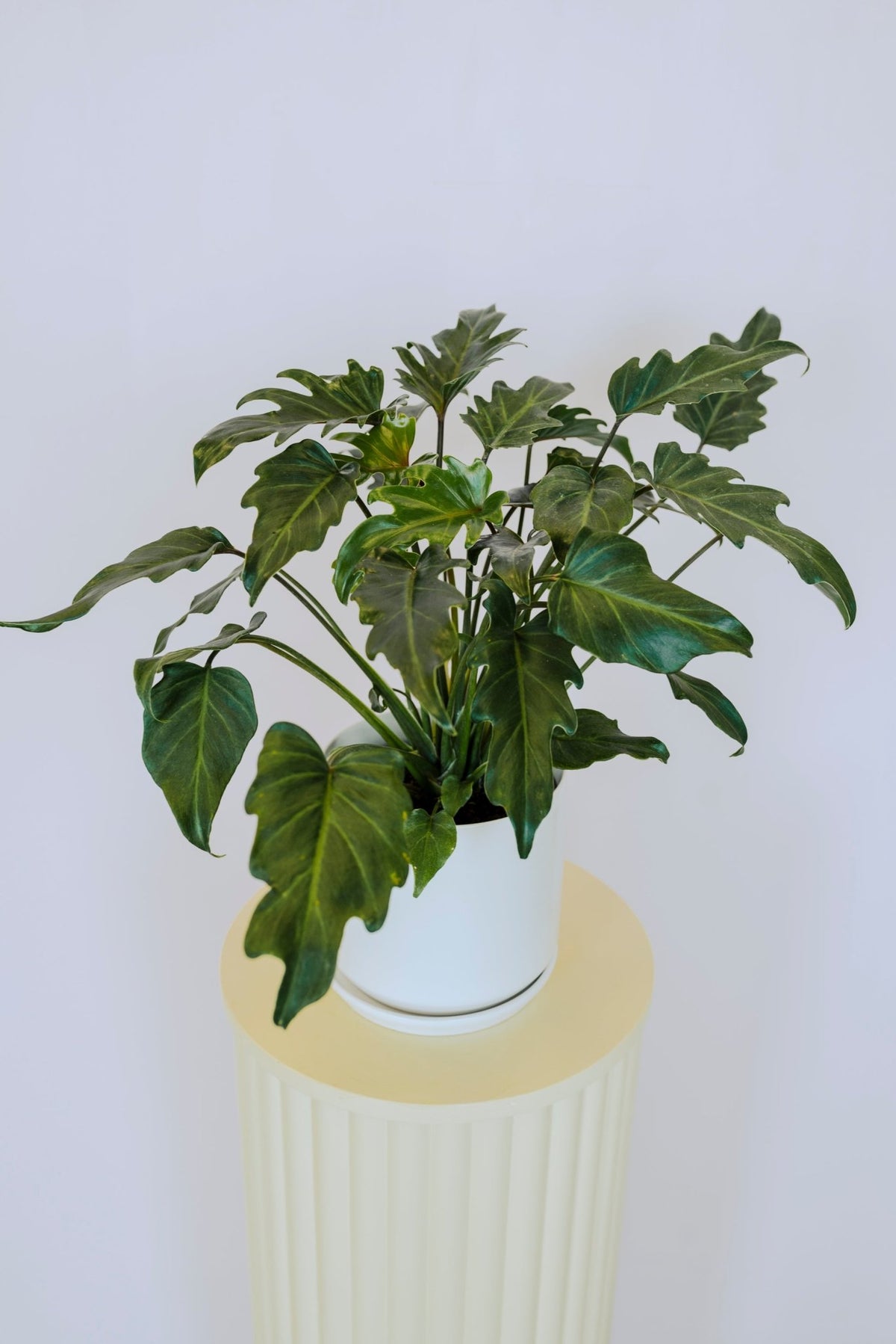 Cast iron plant - The Green Room Flower Company