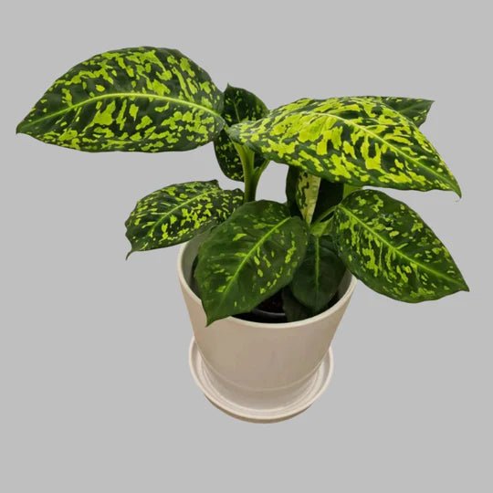 Dieffenbachia Amoena Reflector - The Green Room Flower Company