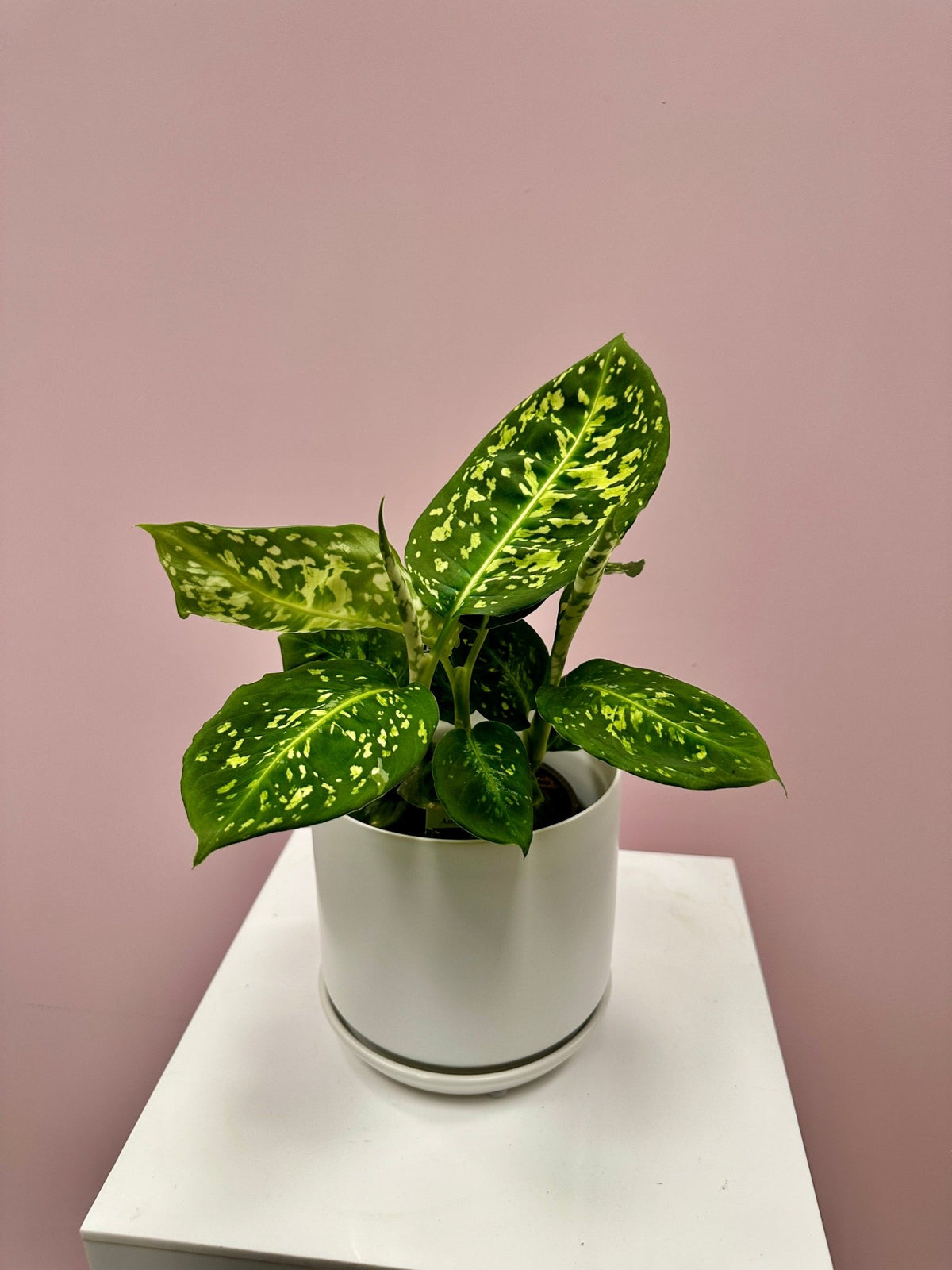 Dieffenbachia Amoena Reflector - The Green Room Flower Company