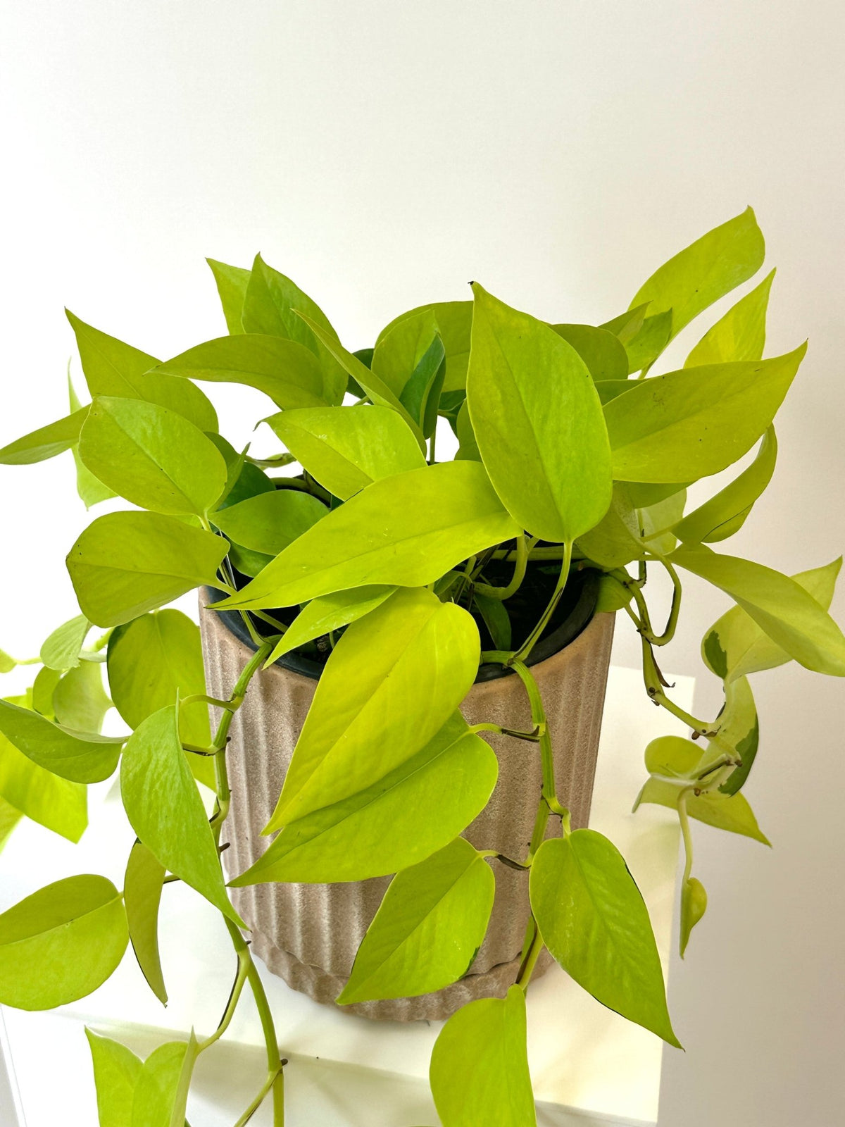 Epipremnum "All Gold" - The Green Room Flower Company