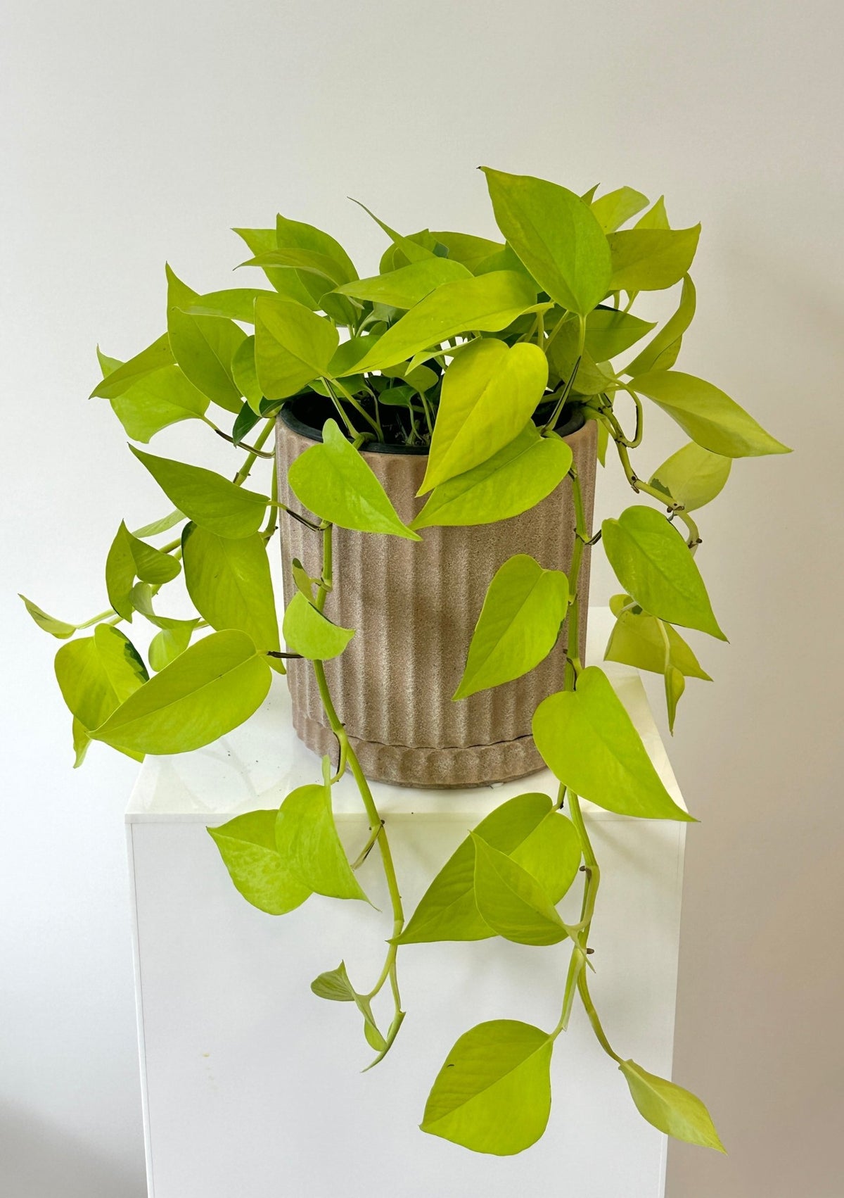 Epipremnum "All Gold" - The Green Room Flower Company