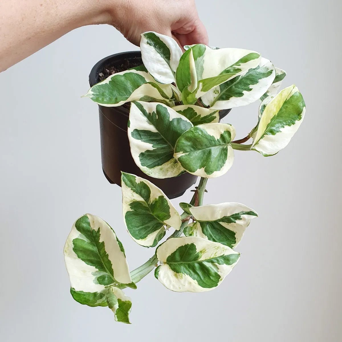 Epipremnum N - Joy - The Green Room Flower Company