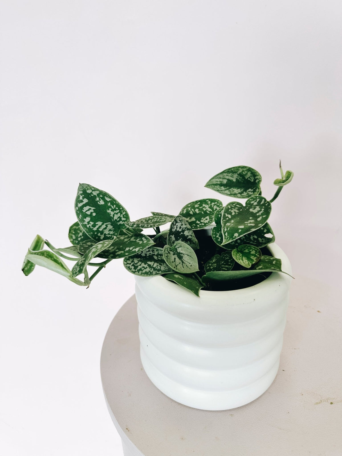 Epipremnum Satin (Satin Pothos) - The Green Room Flower Company