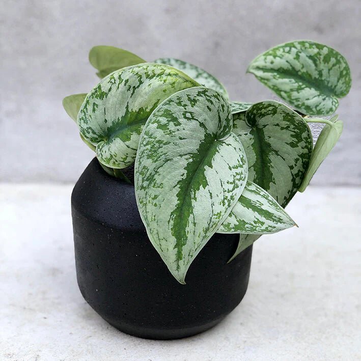 Epipremnum 'Trebie' - The Green Room Flower Company