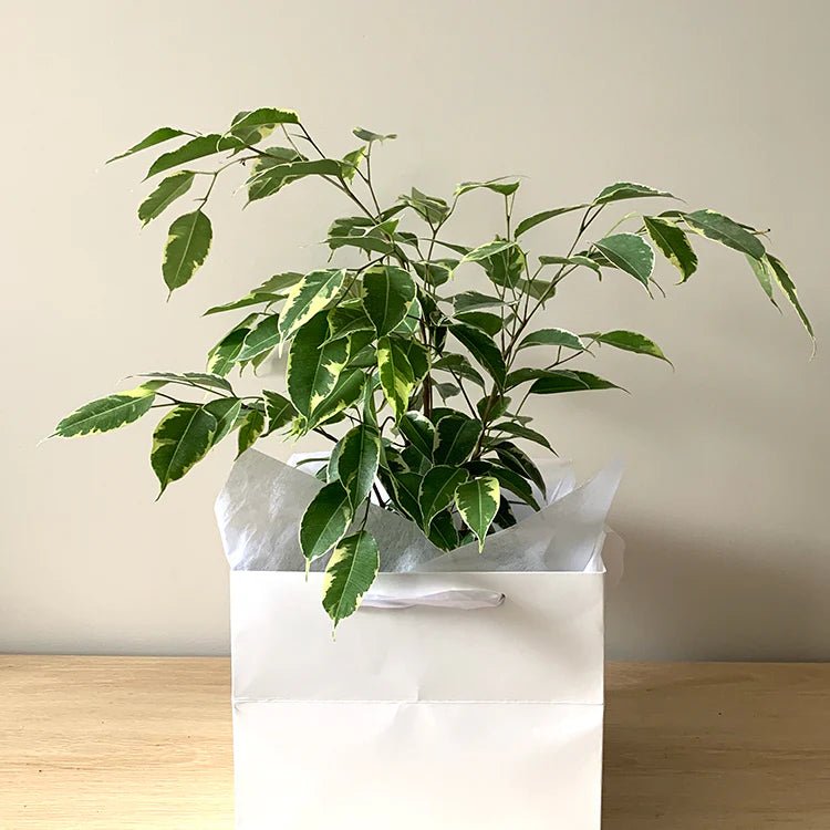 Ficus Benjamina Variegated - The Green Room Flower Company