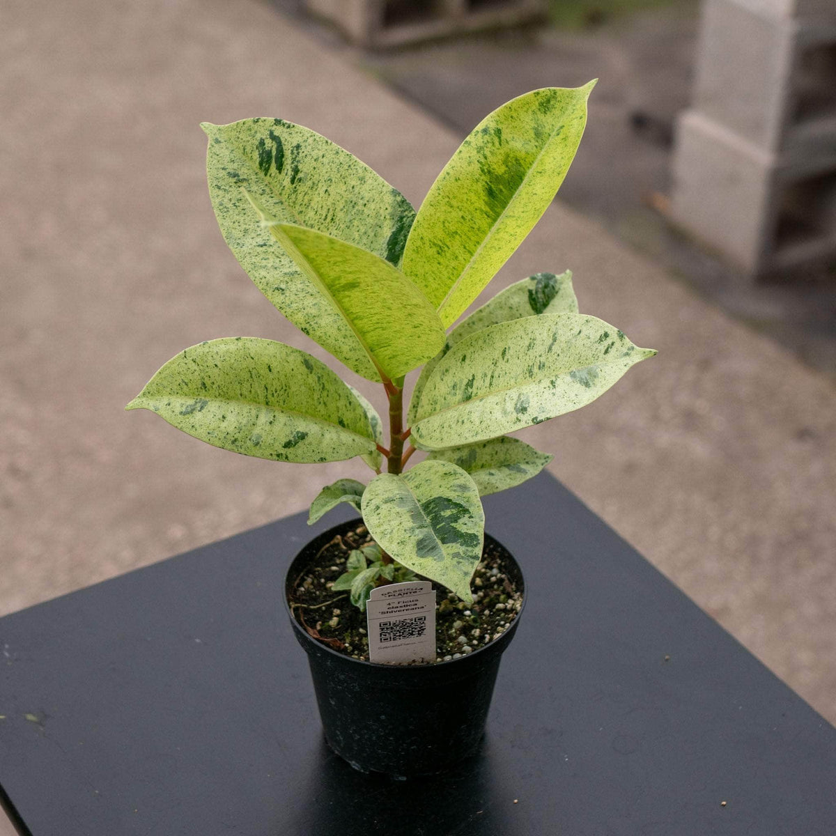 Ficus Shivereana - The Green Room Flower Company