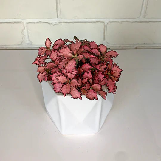 Fittonia verschaffeltii (pink) - The Green Room Flower Company