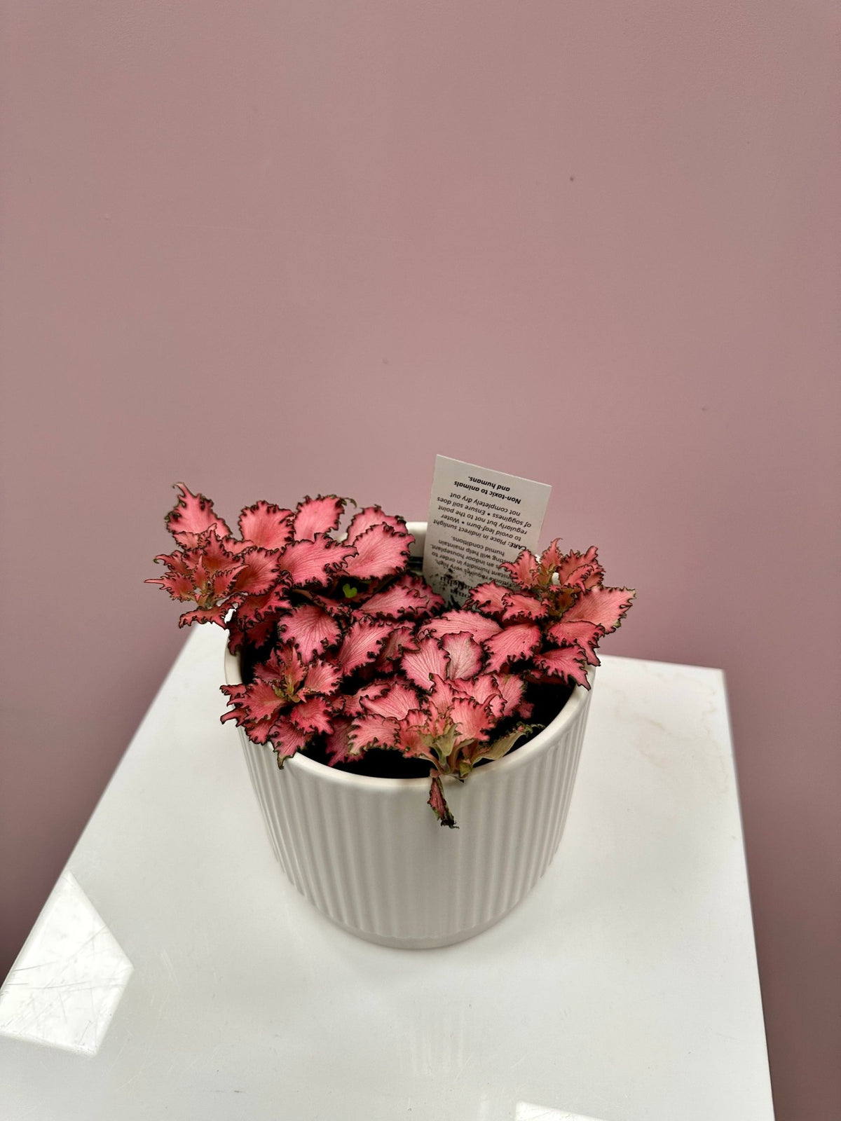 Fittonia verschaffeltii (pink) - The Green Room Flower Company