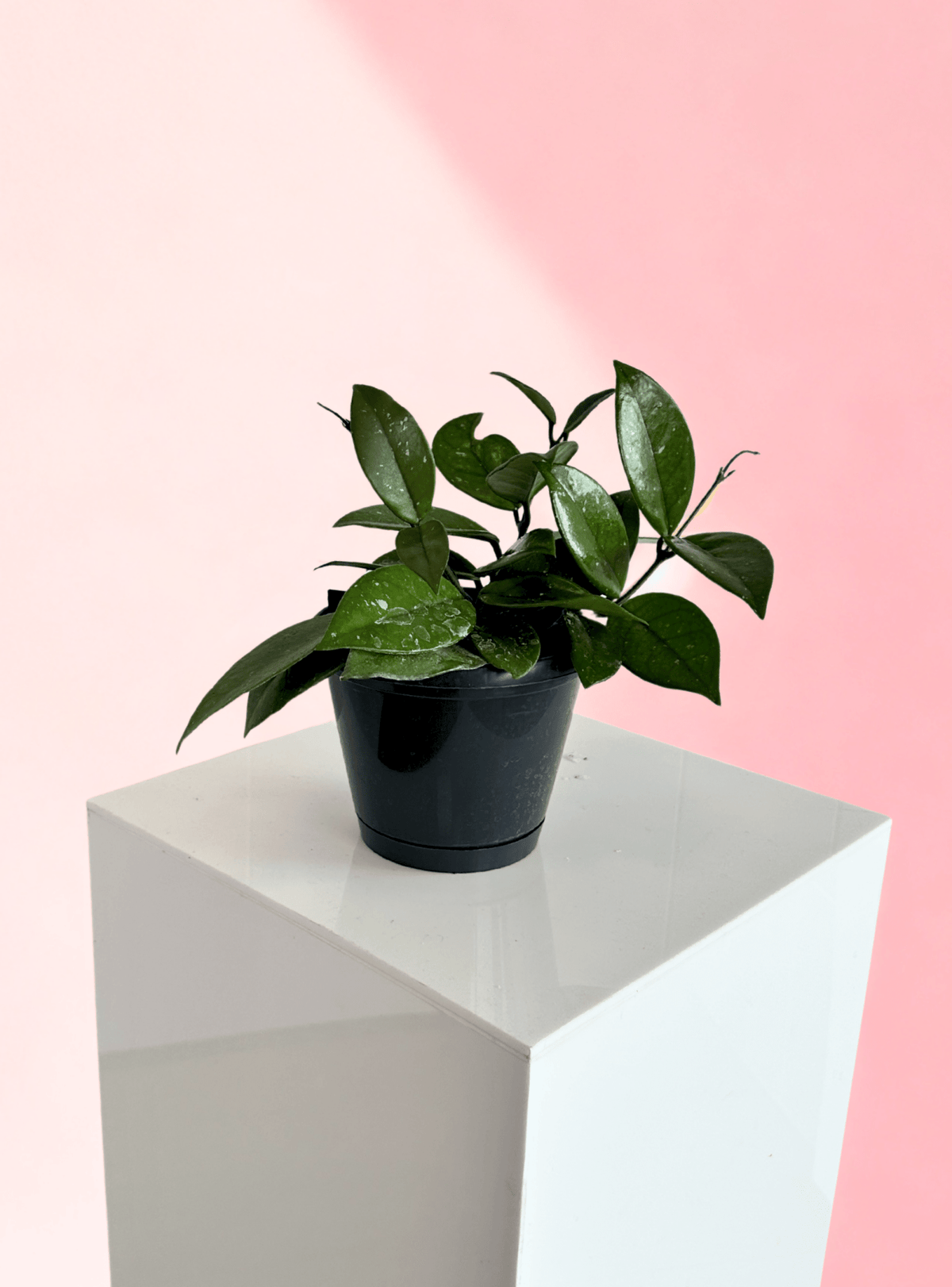 Hoya Carnosa - The Green Room Flower Company