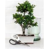 Japanese Pruning Scissors - The Green Room Flower Company