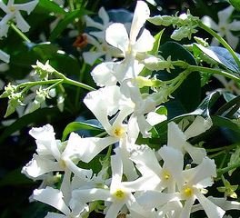 Jasmine White Flowers - The Green Room Flower Company