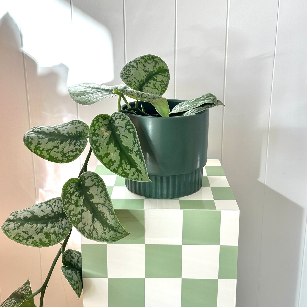 Klara Ceramic Pot - The Green Room Flower Company