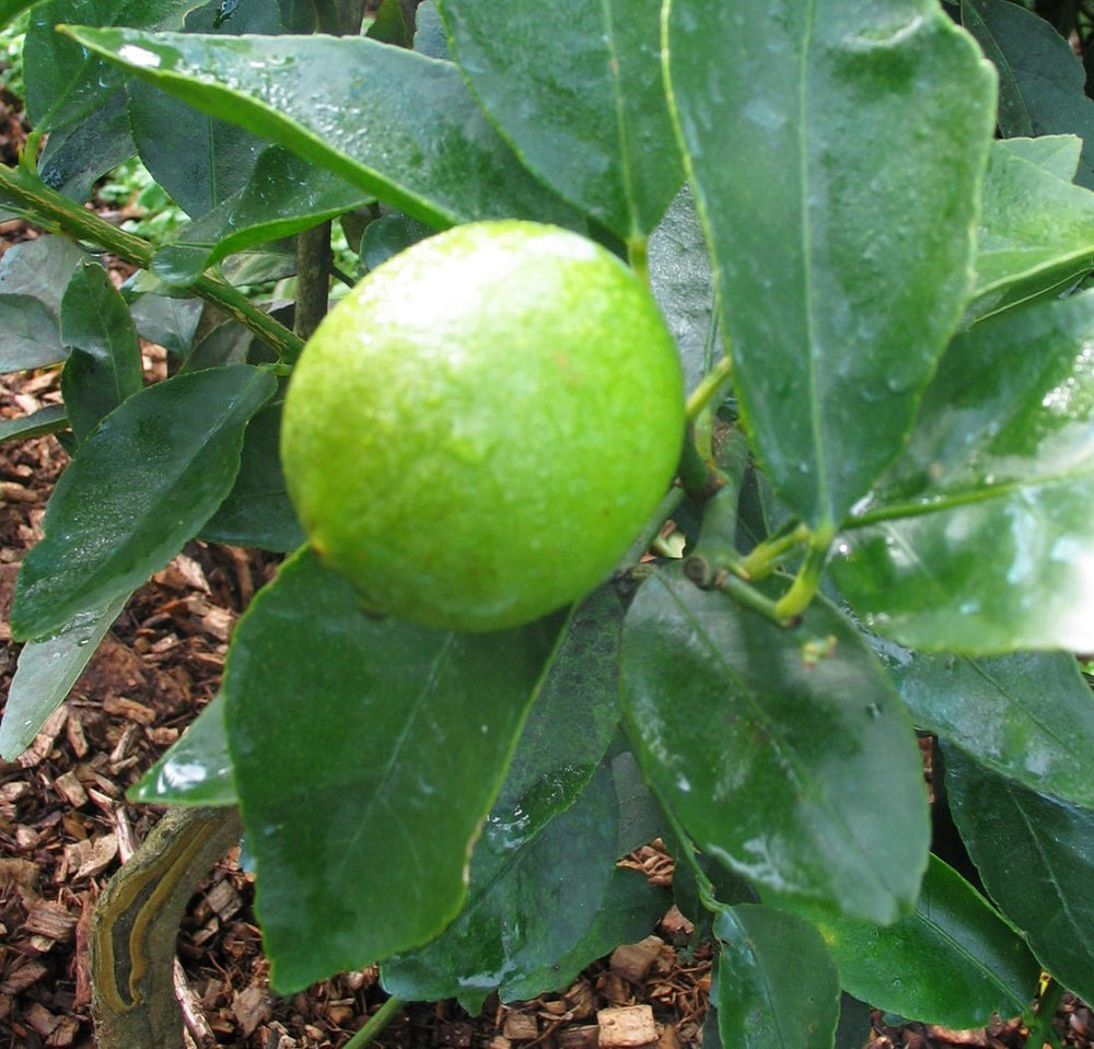 Lime Tree - The Green Room Flower Company