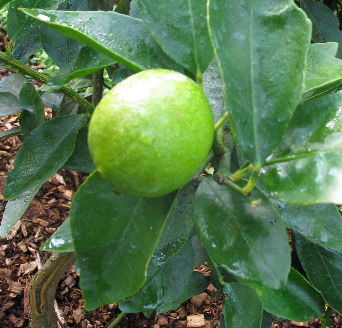 Lime Tree - The Green Room Flower Company