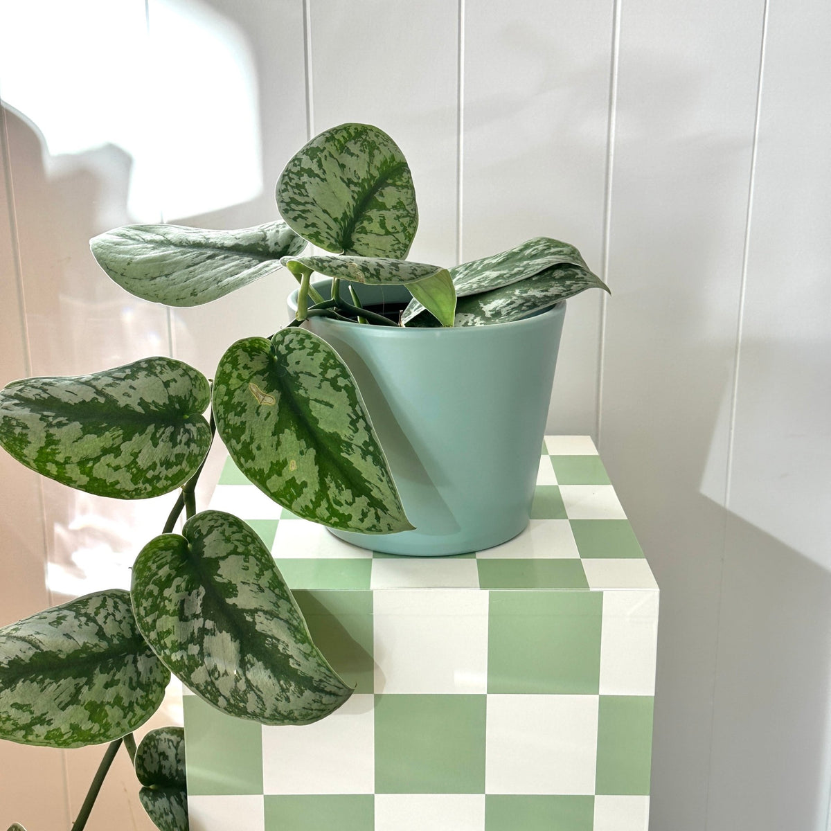 Millie Pot - The Green Room Flower Company