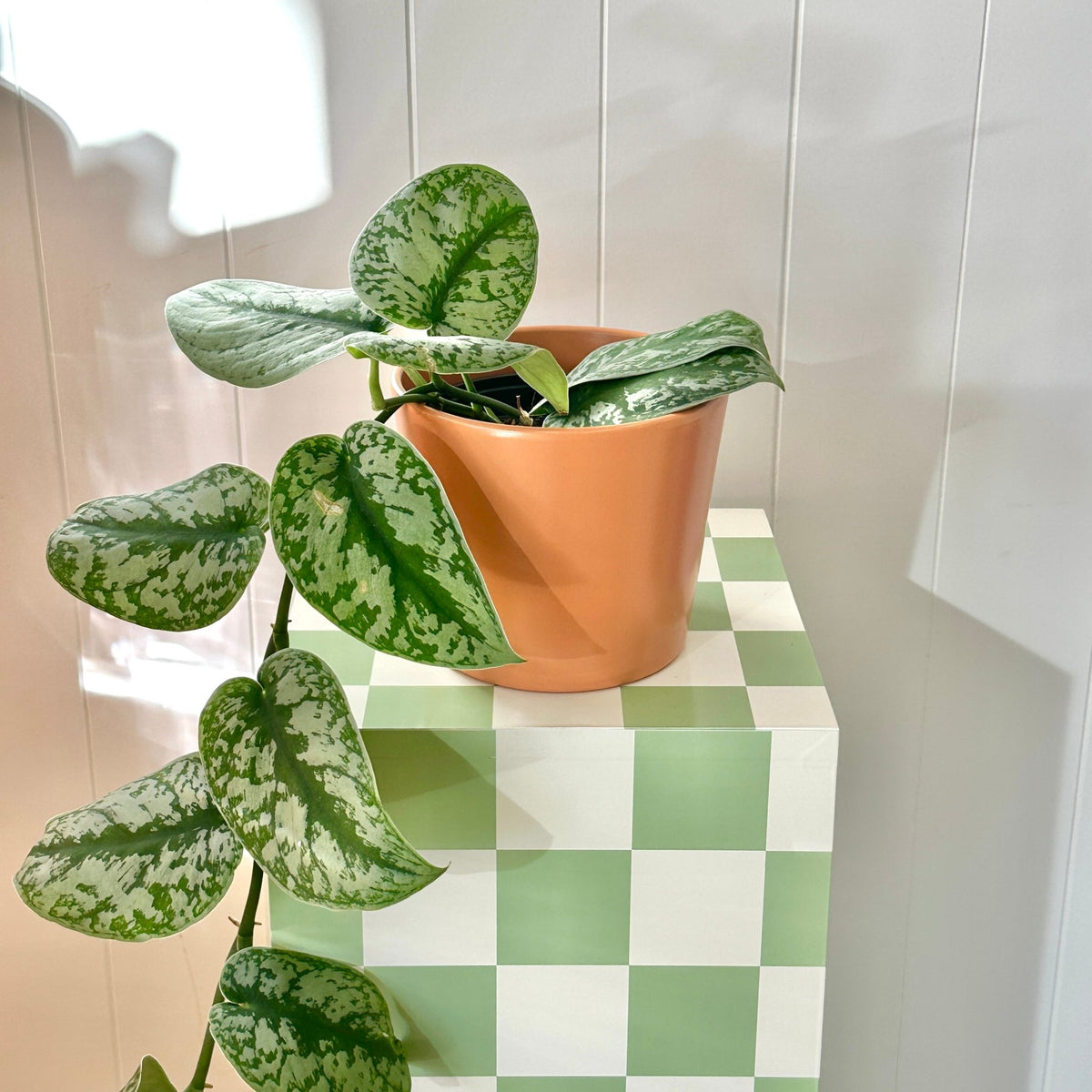 Millie Pot - The Green Room Flower Company