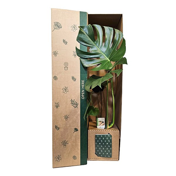 Monstera Delicoisa - The Green Room Flower Company