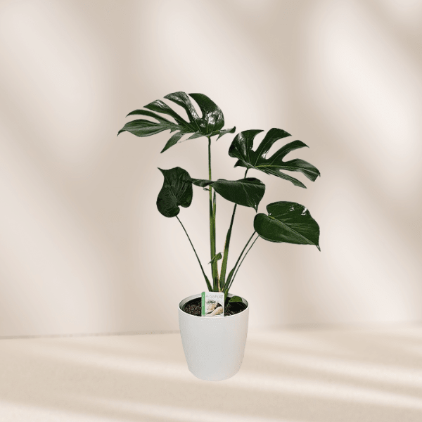 Monstera Delicoisa - The Green Room Flower Company