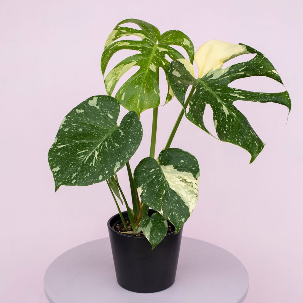 Monstera Thai Constellation - The Green Room Flower Company