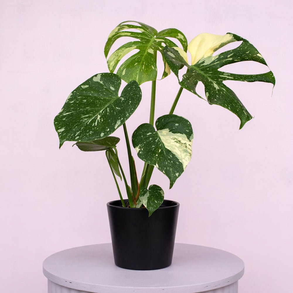 Monstera Thai Constellation - The Green Room Flower Company