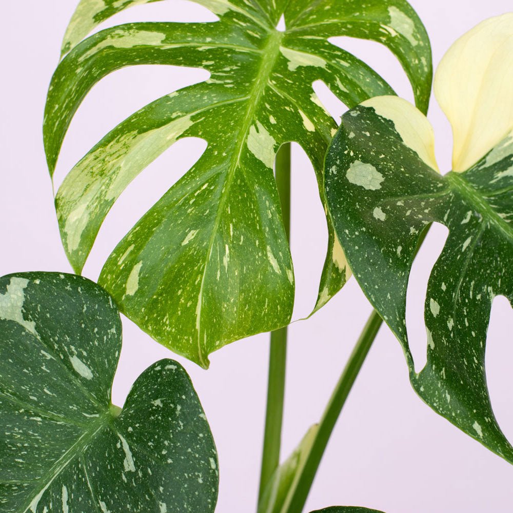 Monstera Thai Constellation - The Green Room Flower Company