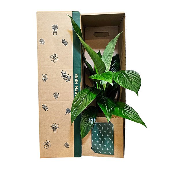 Peace Lily Foliage - The Green Room Flower Company