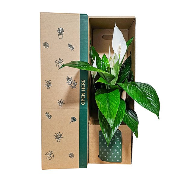 Peace Lily White Flowers - The Green Room Flower Company