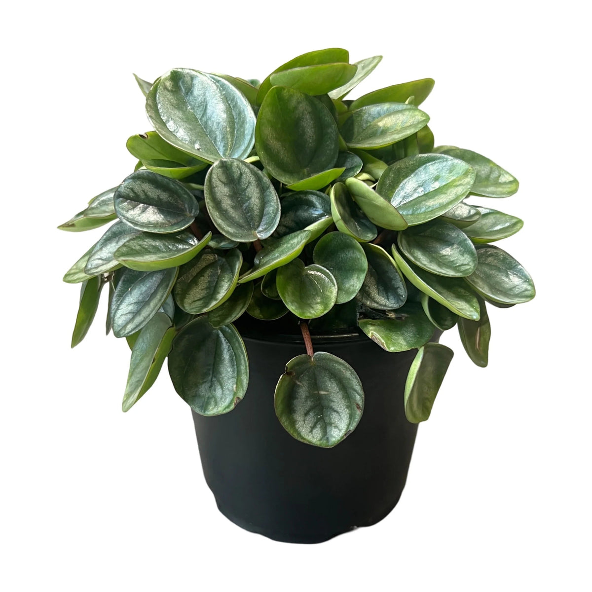 Peperomia 'Royal Princess' - The Green Room Flower Company
