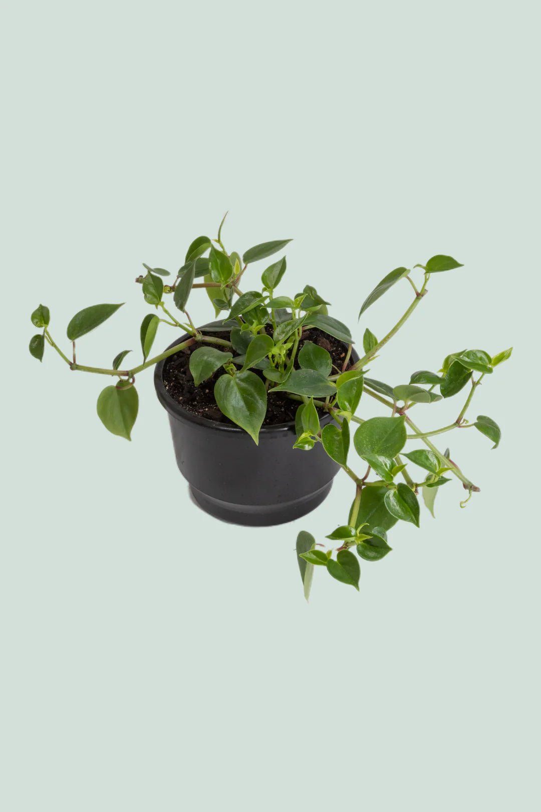 Peperomia Scandens Hanging Plant - The Green Room Flower Company