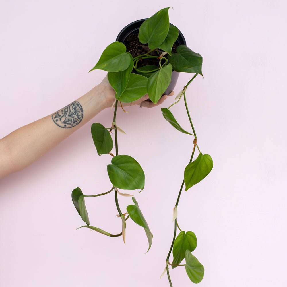 Philodendron cordatum 'Heart Leaf' - The Green Room Flower Company