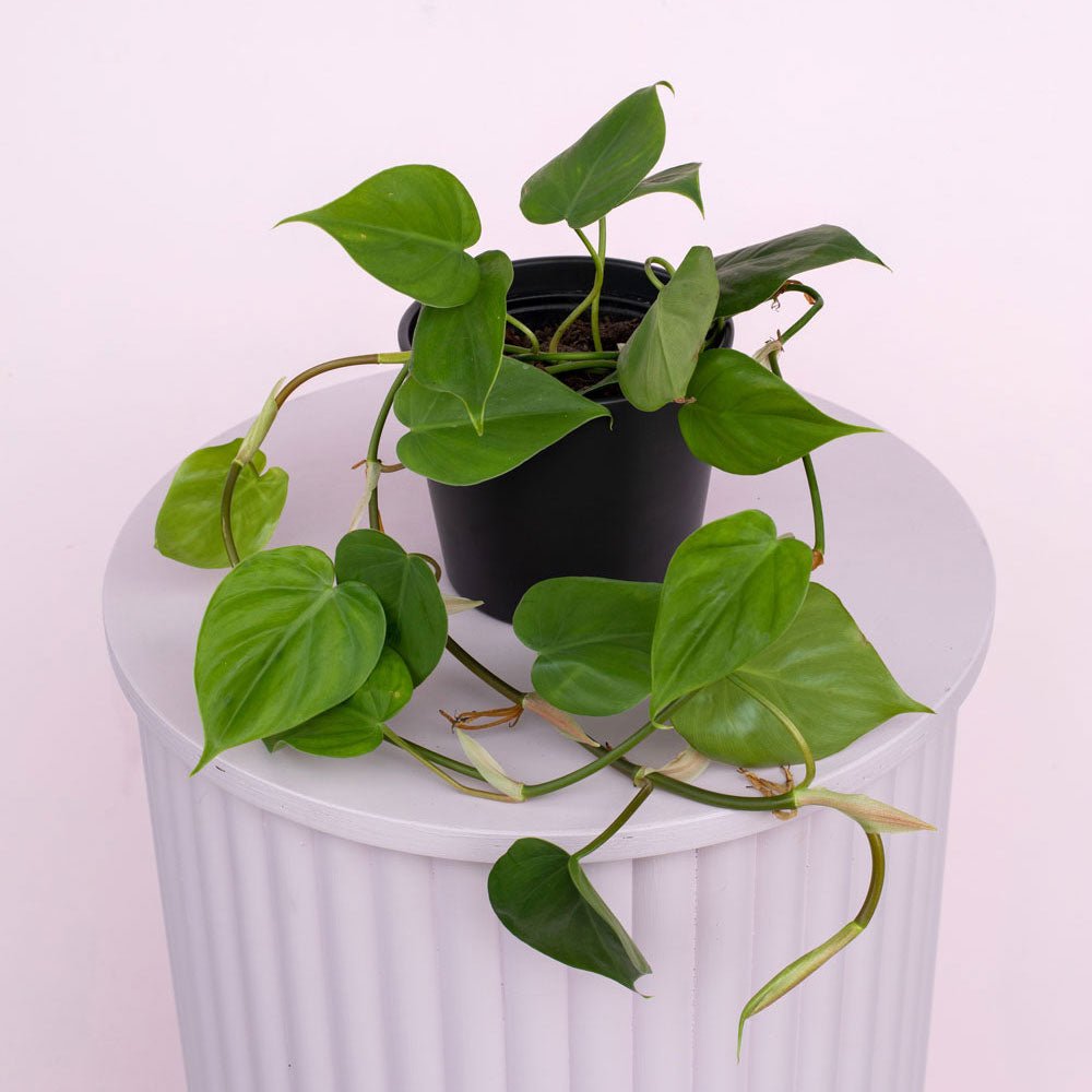 Philodendron cordatum 'Heart Leaf' - The Green Room Flower Company
