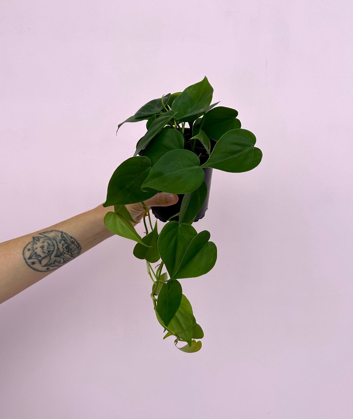 Philodendron cordatum 'Heart Leaf' - The Green Room Flower Company