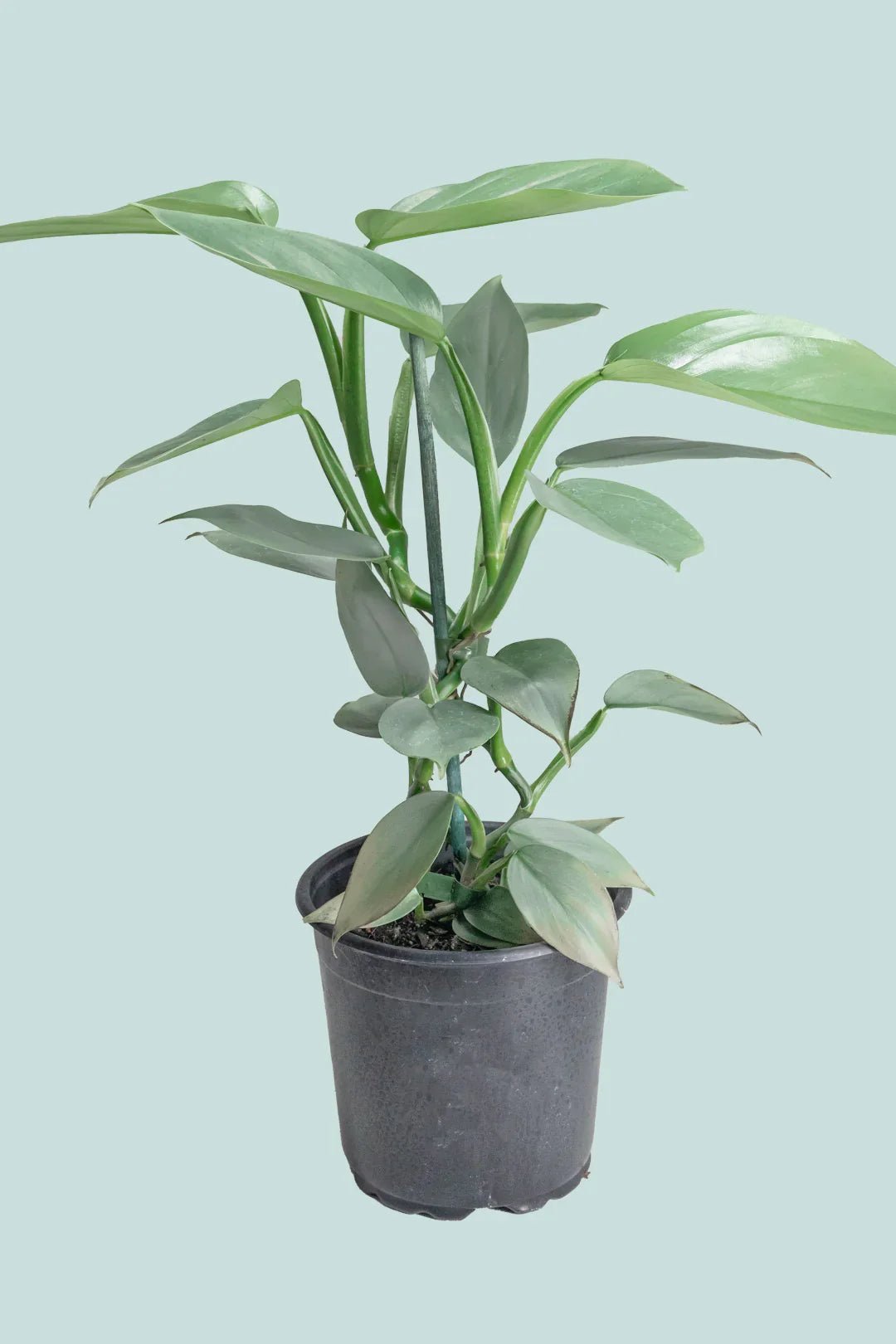 Philodendron hastatum 'Silver Sword' - The Green Room Flower Company