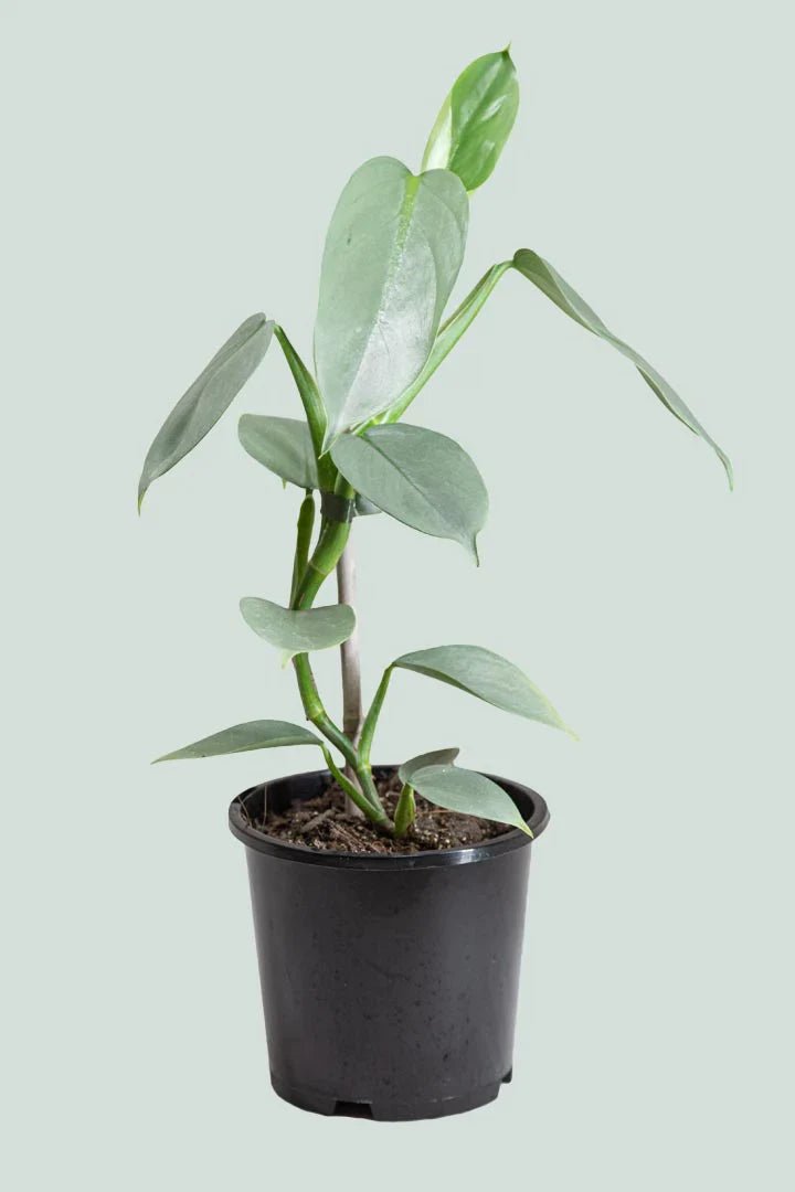 Philodendron hastatum 'Silver Sword' - The Green Room Flower Company