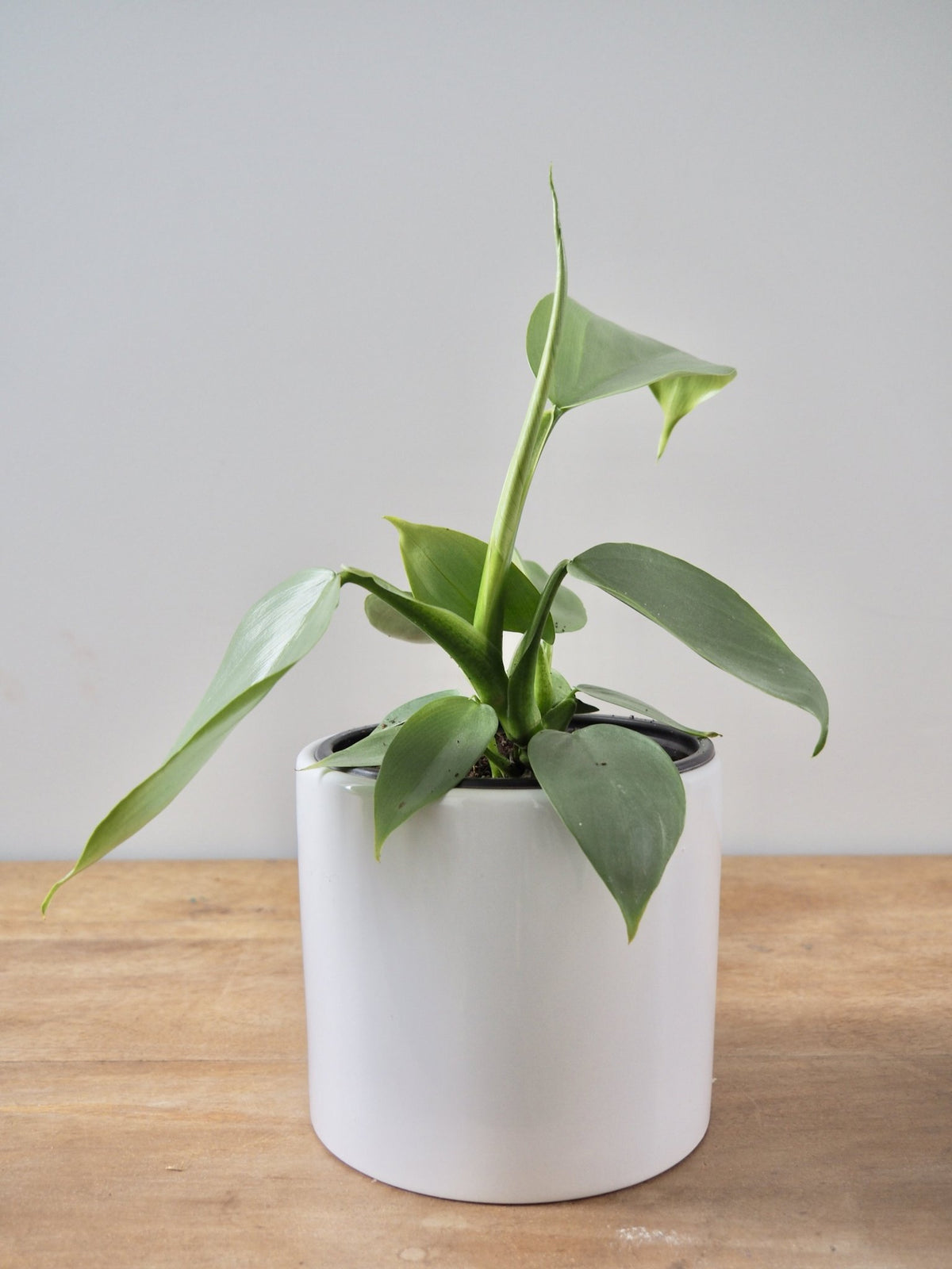 Philodendron hastatum 'Silver Sword' - The Green Room Flower Company