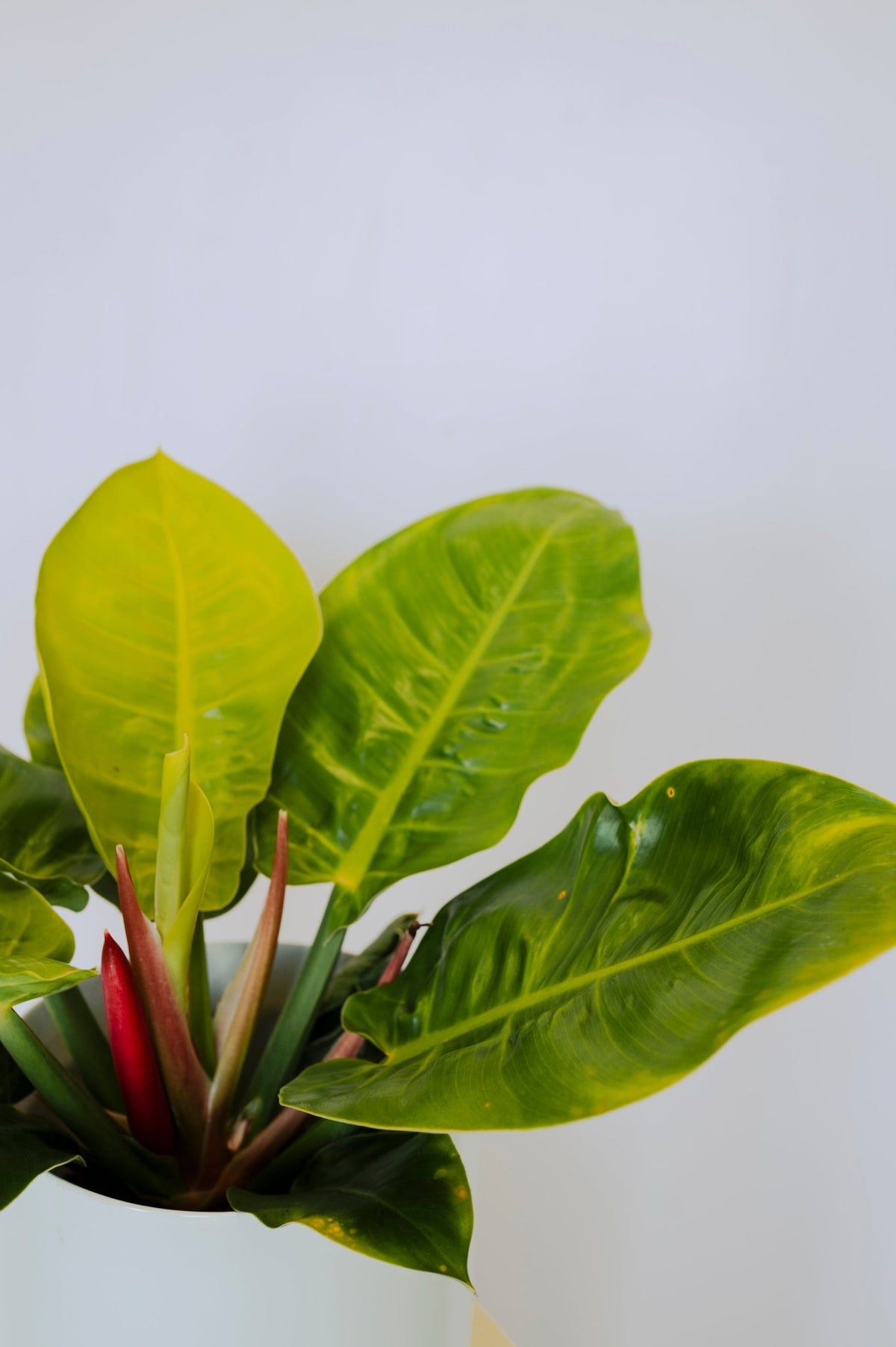 Philodendron Imperial golden - The Green Room Flower Company