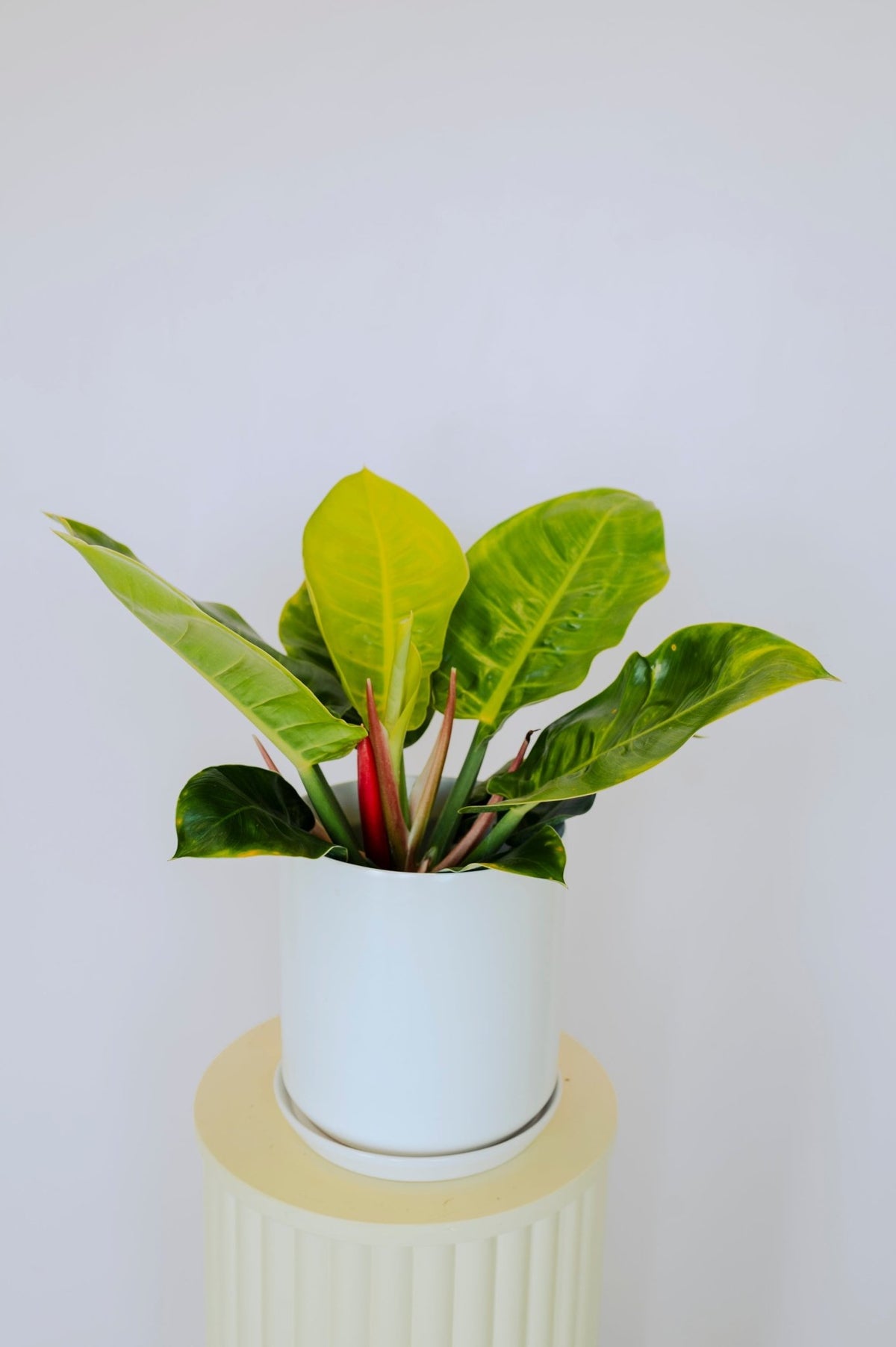 Philodendron Imperial golden - The Green Room Flower Company