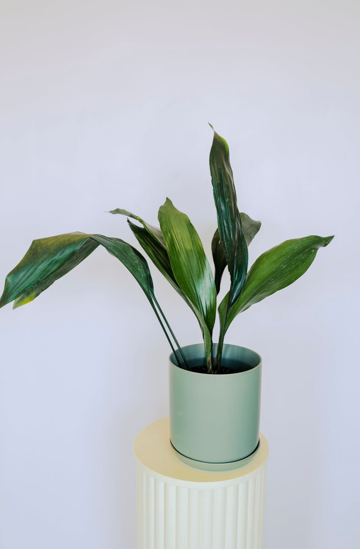 Philodendron Thai Congo Green - The Green Room Flower Company