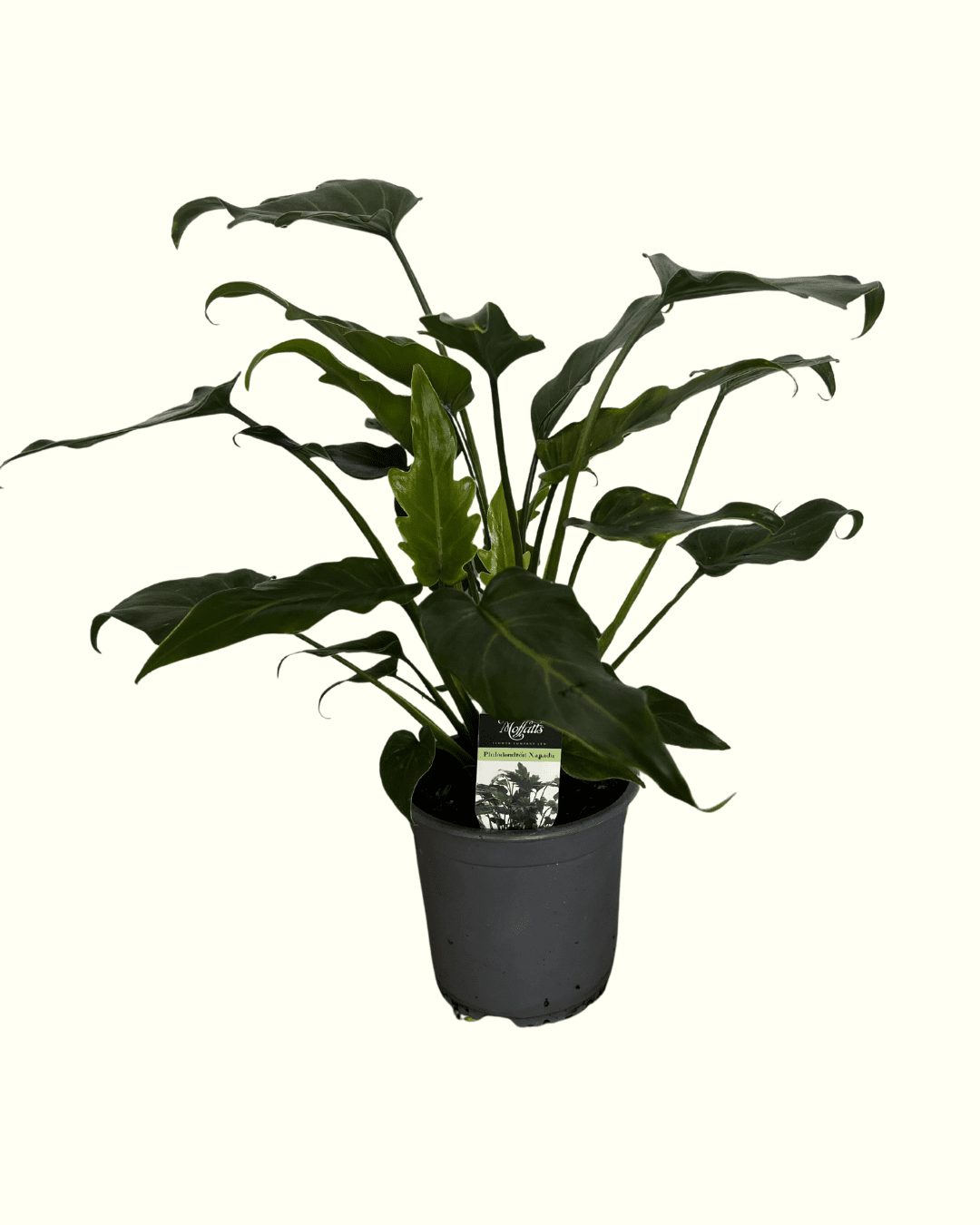 Philodendron Xanadu - The Green Room Flower Company