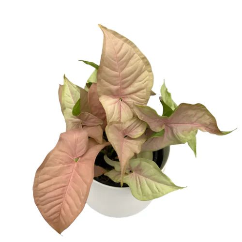 Pink Syngonium - Red Heart - The Green Room Flower Company