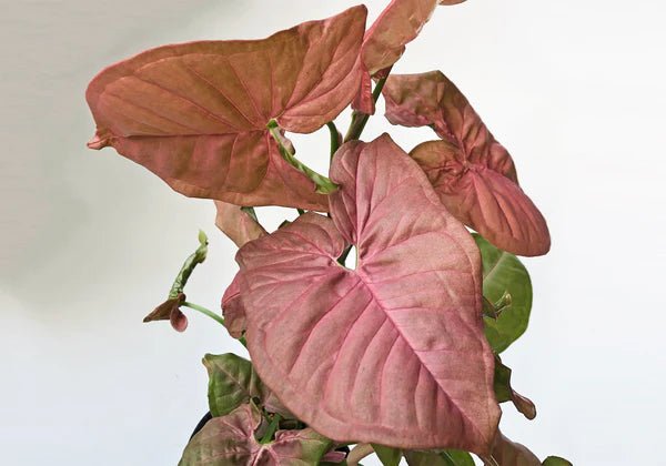 Pink Syngonium - Red Heart - The Green Room Flower Company