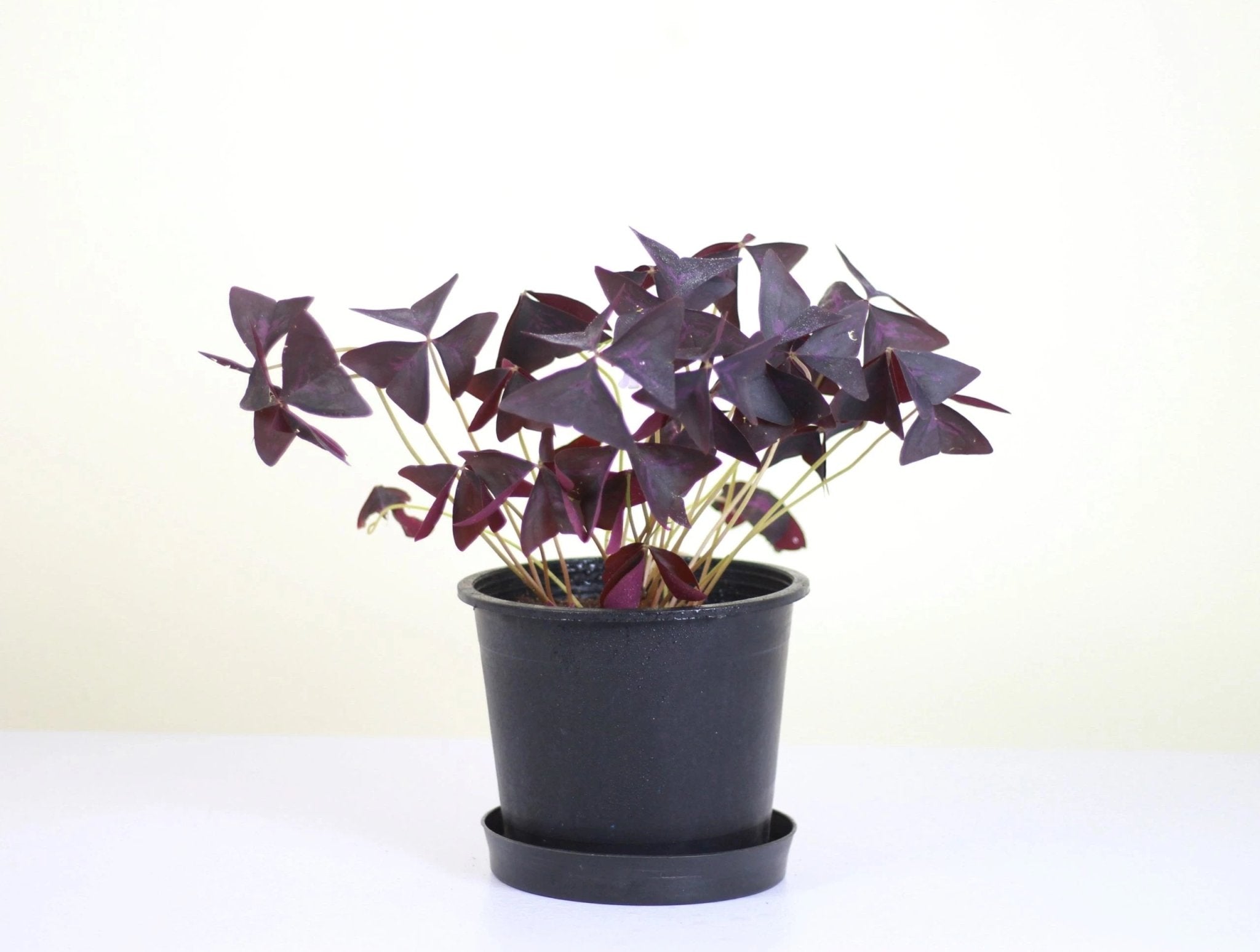 Purple Shamrock 'Oxalis Triangularis' - The Green Room Flower Company
